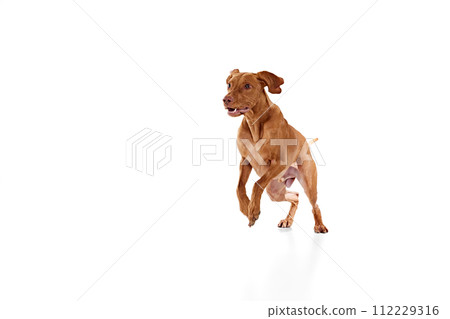 Dynamic portrait of playful dog, purebred Hungarian Vizsla dog running against white studio background. Animal looks happy and healthy. 112229316