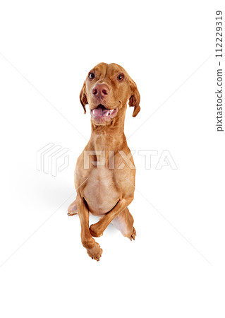 View from above of young purebred Hungarian Vizsla dog, standing on hind legs and looking at camera against white studio background. 112229319