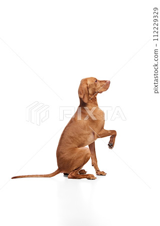 Hungarian Vizsla dog sitting upright on hind legs, alert and attentive against white studio background. Well-groomed pet. Hungarian Vizsla dog sitting upright on hind legs, alert and attentive against white studio background. Well-groomed pet. 112229329