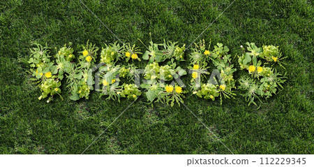 Weeds And Lawn Care 112229345