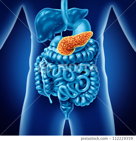 Human Pancreas 112229359