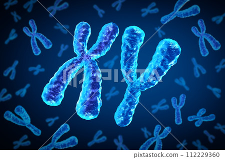 X and Y Chromosomes 112229360