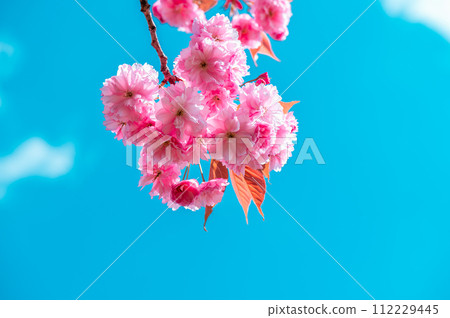 Sakura flowers, cherry blossom Sakura flowers, cherry blossom 112229445