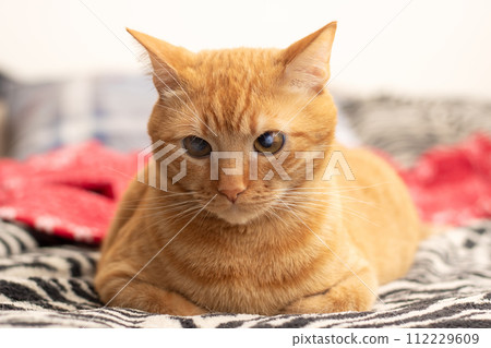 Cute ginger cat lying on the bed Cute ginger cat lying on the bed 112229609