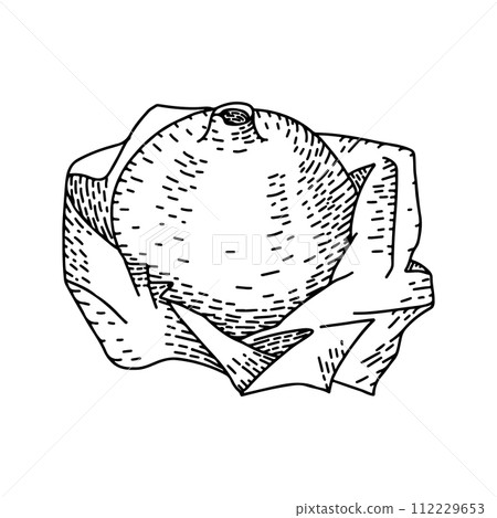 Contour hand drawn engraved pomegranate drawing. Summer food engraved style illustration. Detailed vegetarian sketch. Great for label, poster, print, menu 112229653
