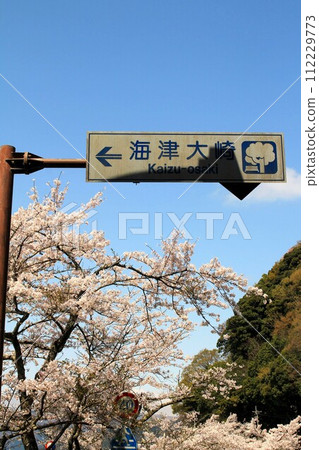 海津大崎招牌和櫻花 海津大崎招牌和櫻花 112229773