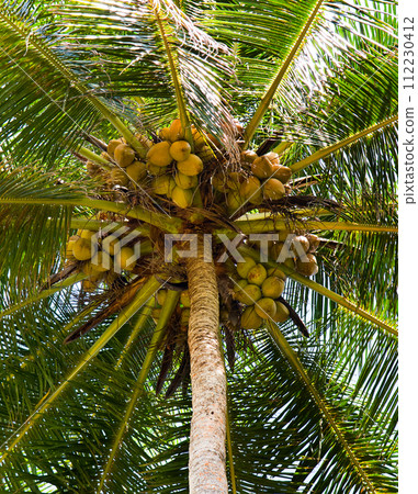 Coconut palm trees with lush leaves and coconuts against the background of the sky . Coconut palm trees with lush leaves and coconuts against the background of the sky . 112230412