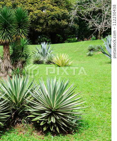 Tropical botanical garden with exotic plants. Vertical photo. Tropical botanical garden with exotic plants. Vertical photo. 112230438