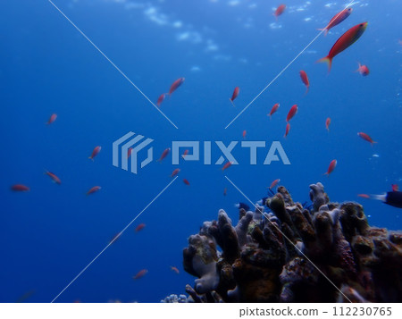 沖繩石垣島伊原間灣海底的魚群 112230765