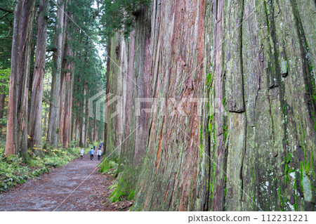 Cedar tree-lined path at Togakushi Shrine in Nagano, Japan. Cedar tree-lined path at Togakushi Shrine in Nagano, Japan. 112231221