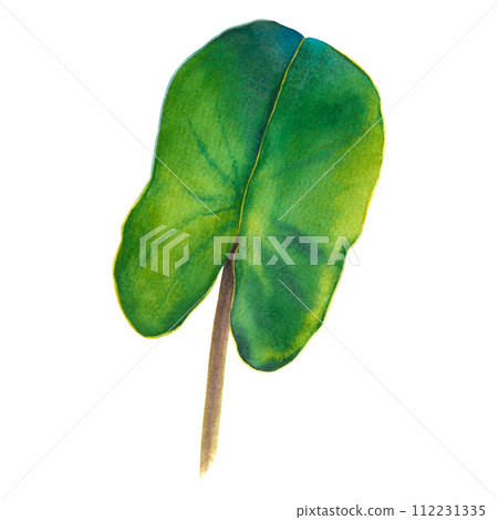 Lush water lily leaf on isolated background. Hand drawn watercolor illustration of green plant. Drawing of lotus greenery for icon or logo. Sketch of Asian flora for Zen, spa design or greeting card. Lush water lily leaf on isolated background. Hand drawn watercolor illustration of green plant. Drawing of lotus greenery for icon or logo. Sketch of Asian flora for Zen, spa design or greeting card. 112231335