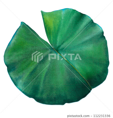 Lush water lily leaf on isolated background. Hand drawn watercolor illustration of green plant. Drawing of lotus greenery for icon or logo. Sketch of Asian flora for Zen, spa design or greeting card. 112231336