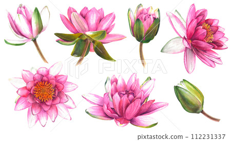 Set of water lilies. Hand drawn watercolor illustration of pink lotus flowers and buds on isolated background. Botanical painting is suitable for zen design, wedding invitation or greeting card. Set of water lilies. Hand drawn watercolor illustration of pink lotus flowers and buds on isolated background. Botanical painting is suitable for zen design, wedding invitation or greeting card. 112231337