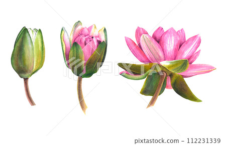 Watercolor illustration of pink water lily flower in three stages, from bud to full disclosure. Hand drawn botanical sketch of lotus on isolated background for Spa design. Exotic plant for Zen design. Watercolor illustration of pink water lily flower in three stages, from bud to full disclosure. Hand drawn botanical sketch of lotus on isolated background for Spa design. Exotic plant for Zen design. 112231339