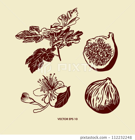 Fig graphics, fruit, twig, flower. Vector illustration in botanical style. Design element for food, cosmetics, cards, flyers, banners, posters, covers 112232248