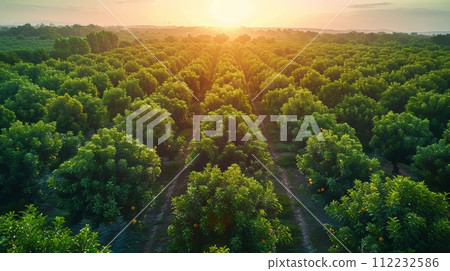 Aerial View of Green Field With Trees 112232586