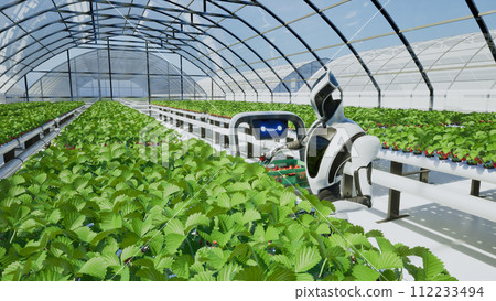 Artificial intelligence robot harvesting strawberry in the greenhouse, Future agriculture technology with smart farming concept 112233494