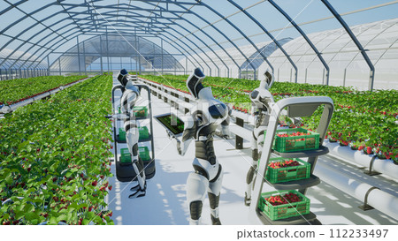 Artificial intelligence robot harvesting strawberry in the greenhouse, Future agriculture technology with smart farming concept 112233497