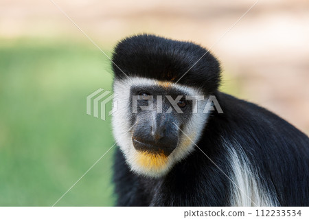 Mantled guereza (Colobus guereza), Lake Awassa, Ethiopia, Africa wildlife Mantled guereza (Colobus guereza), Lake Awassa, Ethiopia, Africa wildlife 112233534