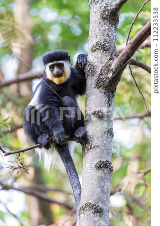 Mantled guereza (Colobus guereza), Lake Awassa, Ethiopia, Africa wildlife Mantled guereza (Colobus guereza), Lake Awassa, Ethiopia, Africa wildlife 112233538