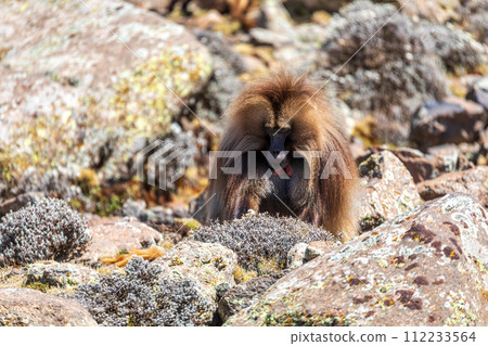 Endemic Gelada, Theropithecus gelada, in Simien mountain, Ethiopia wildlife Endemic Gelada, Theropithecus gelada, in Simien mountain, Ethiopia wildlife 112233564