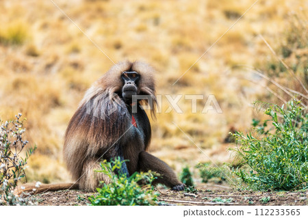 Endemic Gelada, Theropithecus gelada, in Simien mountain, Ethiopia wildlife 112233565