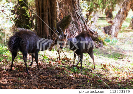 Menelik Bushbuck (Tragelaphus scriptus menelik), Bale Mountain, Ethiopia, Africa safari wildlife 112233579