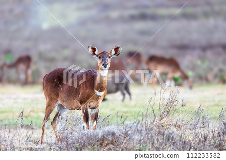 Mountain nyala (Tragelaphus buxtoni), Female in Bale mountain. Africa wildlife Mountain nyala (Tragelaphus buxtoni), Female in Bale mountain. Africa wildlife 112233582