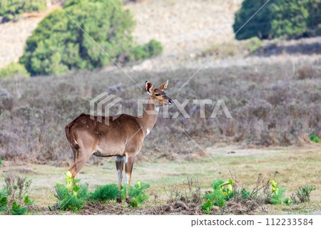 Mountain nyala (Tragelaphus buxtoni), Female in Bale mountain. Africa wildlife 112233584