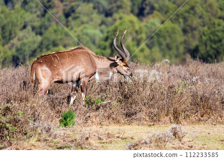 Mountain nyala male (Tragelaphus buxtoni), Bale mountain. Africa widlife Mountain nyala male (Tragelaphus buxtoni), Bale mountain. Africa widlife 112233585