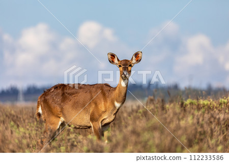 Mountain nyala (Tragelaphus buxtoni), Female in Bale mountain. Africa wildlife 112233586
