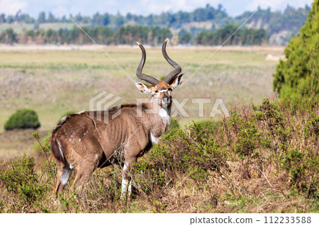 Mountain nyala male (Tragelaphus buxtoni), Bale mountain. Africa widlife 112233588