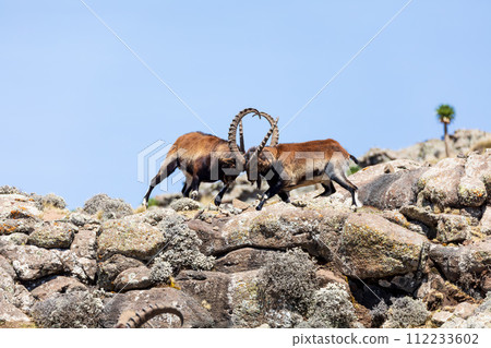 Walia ibex fighting, (Capra walie), Simien Mountains in Northern Ethiopia, Africa 112233602