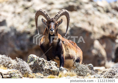 Walia ibex, (Capra walie), Simien Mountains in Northern Ethiopia, Africa Walia ibex, (Capra walie), Simien Mountains in Northern Ethiopia, Africa 112233605