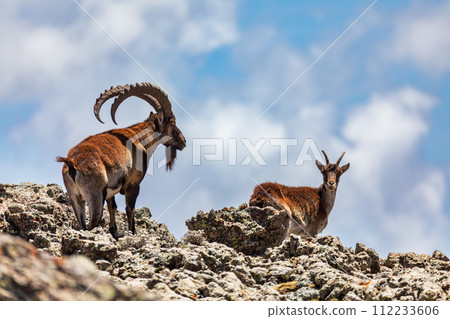 Walia ibex, (Capra walie), Simien Mountains in Northern Ethiopia, Africa Walia ibex, (Capra walie), Simien Mountains in Northern Ethiopia, Africa 112233606