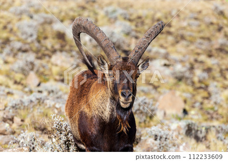 Walia ibex, (Capra walie), Simien Mountains in Northern Ethiopia, Africa 112233609