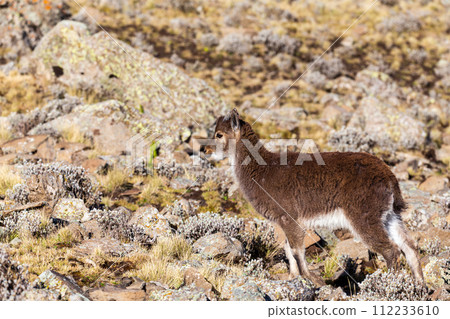 Walia ibex, (Capra walie), Simien Mountains in Northern Ethiopia, Africa Walia ibex, (Capra walie), Simien Mountains in Northern Ethiopia, Africa 112233610