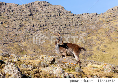 Walia ibex, (Capra walie), Simien Mountains in Northern Ethiopia, Africa 112233612