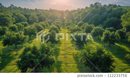 Aerial View of Green Field With Trees 112233758