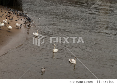 Different variety of water birds in the riverside at river thames. Different variety of water birds in the riverside at river thames. 112234100