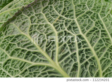 Close-up view of Savoy cabbage green leaves. Macro picture of a fresh vegetable forming a natural texture. 112234201