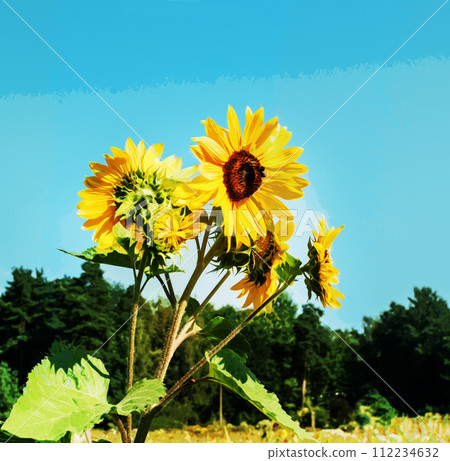 Sunflowers in field nexct to Arlein Provence region. 112234632