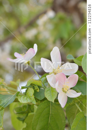 建仁寺的姬陵花 112234816