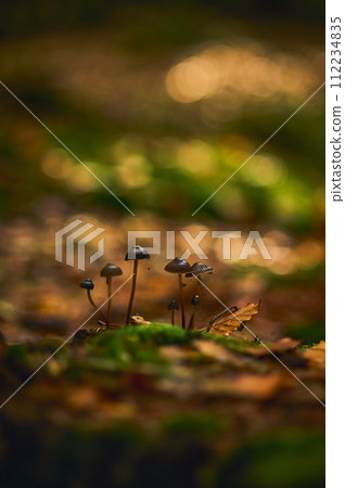 Moss and leaves in sunshine in deep forest Moss and leaves in sunshine in deep forest 112234835