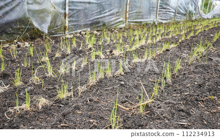 Emerging seedlings in an organic vegetable greenhouse plantation, selective focus. 112234913