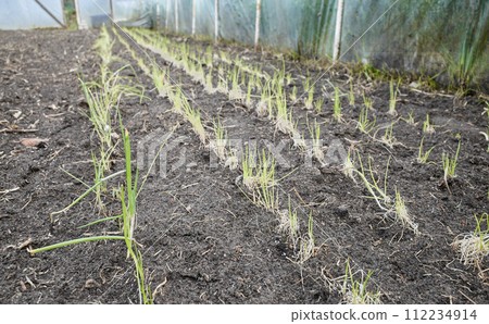 Emerging seedlings in an organic vegetable greenhouse plantation, selective focus. Emerging seedlings in an organic vegetable greenhouse plantation, selective focus. 112234914