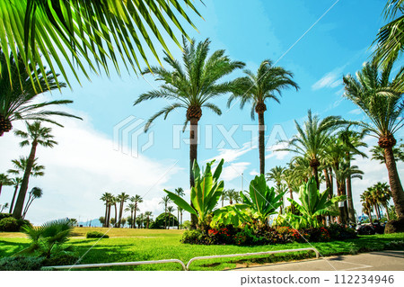 Awe Panorama of left part of Croisette (no people) luxury park with large fantastic palm trees and grassand flowerbeds 112234946