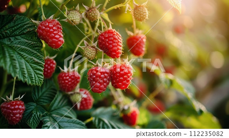 Raspberries Hanging From a Tree 112235082