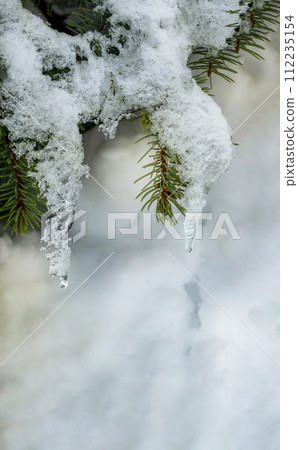 On a white background of snow. Green branches of the Christmas tree. 112235154