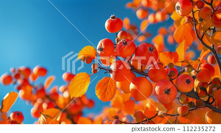 Bunch of Apples on Tree 112235272